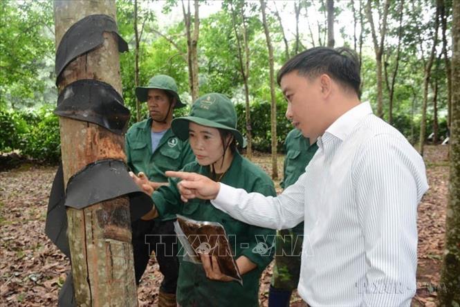 Anh Mai Ngọc Lực, Phó Trưởng phòng Quản lý kỹ thuật Công ty TNHH MTV Cao su Chư Sê (Gia Lai) có nhiều sáng kiến kỹ thuật giúp công ty tiết kiệm chi phí hàng tỷ đồng, nâng cao năng suất và thu nhập cho người lao động. Anh Lực là tấm gương tiêu biểu của thế hệ thợ trẻ ngành cao su Việt Nam. Ảnh: Hồng Điệp - TTXVN