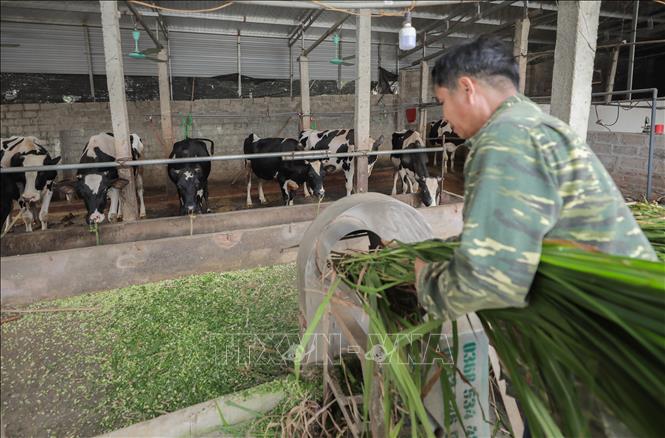 Từ nguyên liệu địa phương người nuôi tự phối trộn với vi lượng, amino acid của Nbee Feed giúp đảm bảo dinh dưỡng, tối ưu chi phí cho các trang trại và hộ gia đình chăn nuôi. Ảnh: Phan Phương - TTXVN
