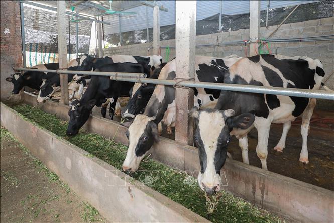 Từ nguyên liệu địa phương người nuôi tự phối trộn với vi lượng, amino acid của Nbee Feed giúp đảm bảo dinh dưỡng, tối ưu chi phí cho các trang trại và hộ gia đình chăn nuôi. Ảnh: Phan Phương - TTXVN
