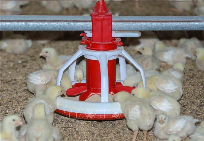 Một trang trại chăn nuôi sử dụng sản phẩm tự phối trộn thức ăn của Nbee Feed đã tiết kiệm chi phí từ 30% đến 40% so với việc mua thức ăn công nghiệp bao sẵn. Ảnh: Phan Phương – TTXVN

