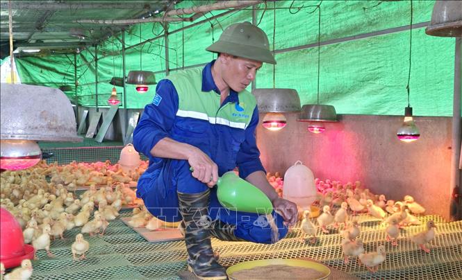 Anh Phan Trung Tuyến, xã Kim Thành, Hải Phòng xây dựng trang trại nuôi vịt với hệ thống điều khiển điện tự động. Ảnh: Minh Thu- TTXVN