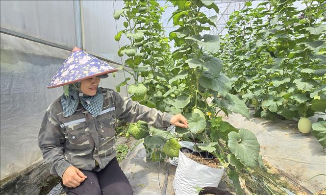 Chị Phạm Thị Hảo, xã Kim Thành cho biết, hệ thống tưới nước tự động giúp vợ chồng chị tiết kiệm thời gian, công sức sản xuất. Ảnh: Minh Thu- TTXVN