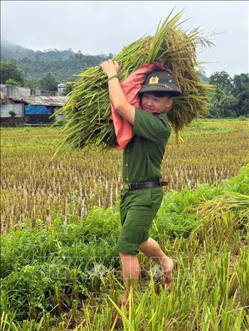Tranh thủ thời tiết thuận lợi, cán bộ, chiến sĩ Trại tạm giam số 2 Công an tỉnh Tuyên Quang vận chuyển thóc giúp hộ gia đình chính sách trên địa bàn thôn Lắp 1, xã Phú Linh (Tuyên Quang). Ảnh: Minh Tâm-TTXVN