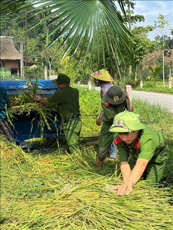 Tranh thủ thời tiết thuận lợi, cán bộ, chiến sĩ Trại tạm giam số 2 Công an tỉnh Tuyên Quang hỗ trợ các gia đình chính sách đẩy nhanh tiến độ thu hoạch. Ảnh: Minh Tâm - TTXVN