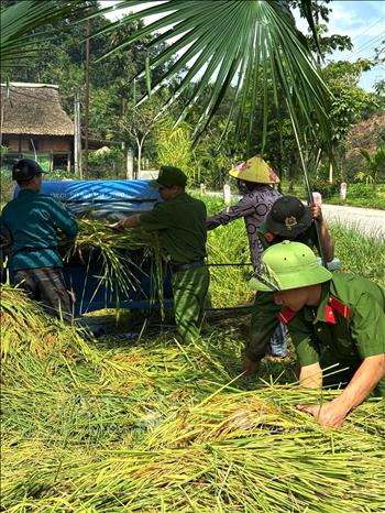 Cán bộ, chiến sĩ Trại tạm giam số 2 công an tỉnh Tuyên Quang chung tay thu hoạch lúa giúp các hộ gia đình chính sách trên địa bàn thôn Lắp 1, xã Phú Linh (Tuyên Quang). Ảnh: Minh Tâm - TTXVN
