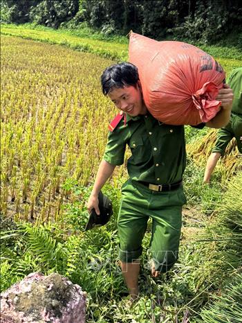Cán bộ, chiến sĩ Trại tạm giam số 2 Công an tỉnh Tuyên Quang vận chuyển thóc giúp hộ dân khó khăn. Ảnh: Minh Tâm-TTXVN