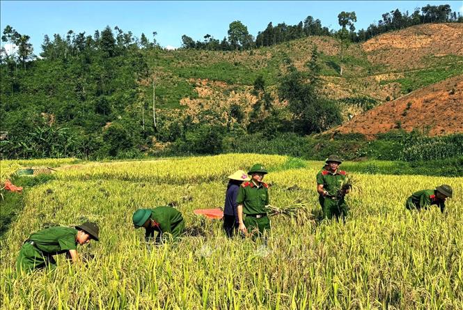 Cán bộ, chiến sĩ Trại tạm giam số 2 Công an tỉnh Tuyên Quang chung tay thu hoạch lúa, bảo vệ thành quả lao động của các hộ gia đình chính sách. Ảnh: Minh Tâm - TTXVN
