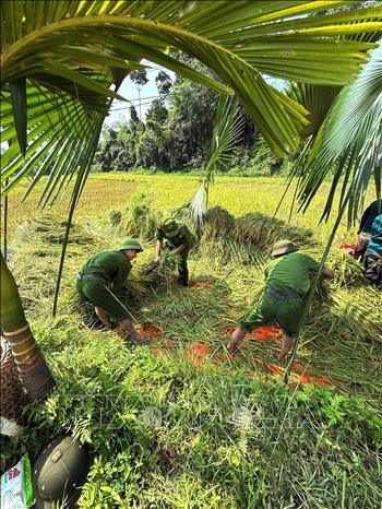 Cán bộ, chiến sĩ Trại tạm giam số 2 Công an tỉnh Tuyên Quang chung tay thu hoạch lúa, bảo vệ thành quả lao động của các hộ gia đình chính sách. Ảnh: Minh Tâm - TTXVN