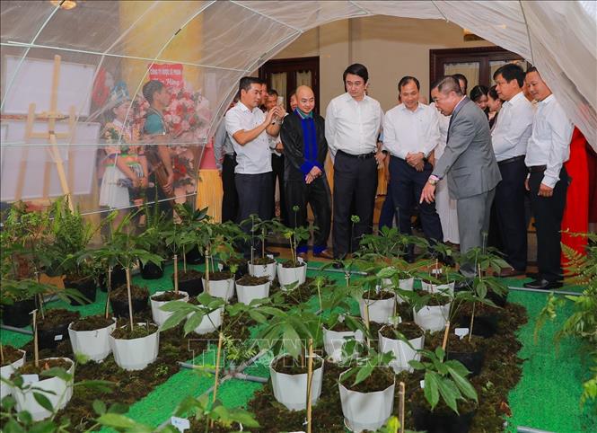 Các đại biểu tìm hiểu thông tin các cây sâm Ngọc Linh được nuôi trồng. Ảnh: Khánh Hoà - TTXVN