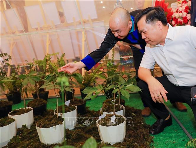 Các đại biểu tìm hiểu thông tin các cây Sâm Ngọc Linh được nuôi trồng. Ảnh: Khánh Hoà - TTXVN