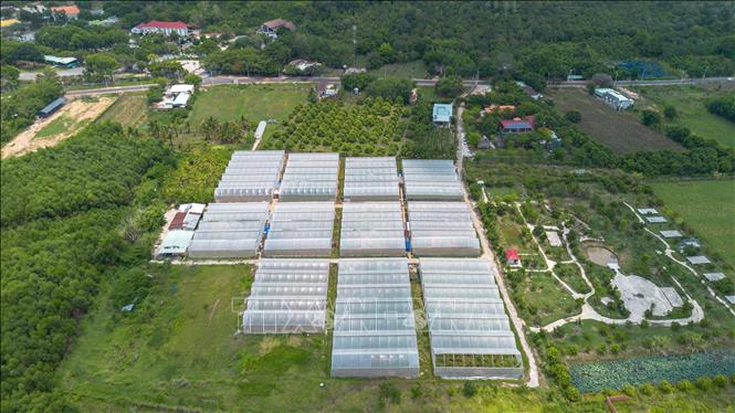 Khu nhà trồng dưa lưới công nghệ cao tại BaDen Farm, phường Bình Minh, tỉnh Tây Ninh. Ảnh: Giang Phương - TTXVN