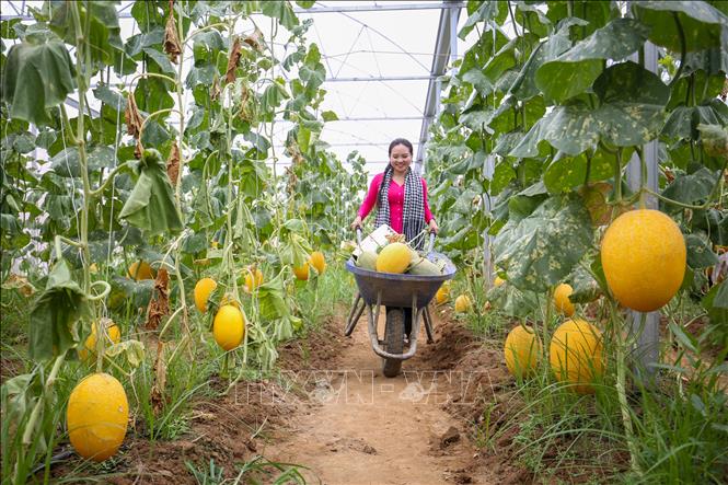 Những quả dưa lưới phát triển đồng đều trong hệ thống nhà màng hiện đại tại BaDen Farm. Ảnh: Giang Phương - TTXVN
