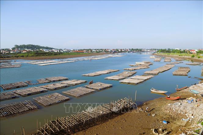 Thực trạng “ma trận” cọc, lồng nuôi hàu trên sông Hoàng Mai. Ảnh: Xuân Tiến - TTXVN 
