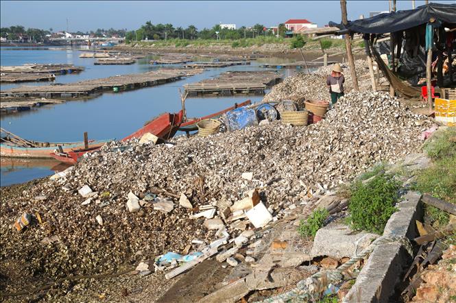 Hàng tấn vỏ hàu được xả thải xuống bờ sông Hoàng Mai tại một điểm bóc tách vỏ, sơ chế ruột hàu nằm gần cửa biển Lạch Quèn. Ảnh: Xuân Tiến - TTXVN 