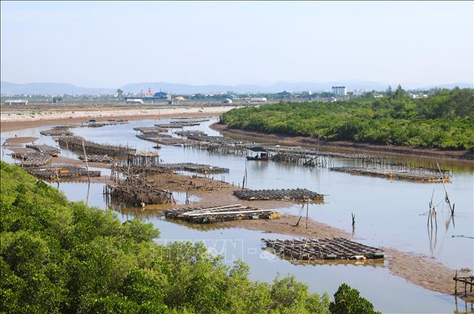 Nhiều bè hư hỏng, gãy đổ trôi nổi trên mặt nước hoặc mắc kẹt ven bờ, gây mất mỹ quan và làm gia tăng nguy cơ ô nhiễm môi trường. Các loại rác thải nhựa từ phao nổi, dây buộc và vật liệu nuôi hàu đang trở thành áp lực đối với hệ sinh thái sông. Ảnh: Xuân Tiến - TTXVN 