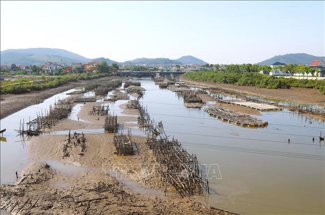 Thủy triều xuống thấp, khúc sông Hoàng Mai dài hàng trăm mét ngổn ngang vô số lồng nuôi hàu và những bão cọc tre, gỗ dày đặc, chi chít trên lòng sông. Ảnh: Xuân Tiến - TTXVN 