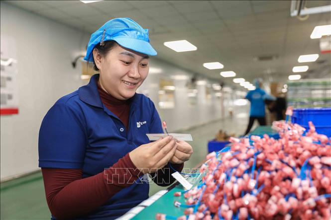 Công nhân dán tem nhãn và mã nhận diện lên sản phẩm. Ảnh: Phan Phương - TTXVN