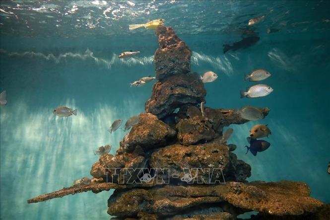 Marine life living vividly at the museum. VNA Photo: Xuân Triệu