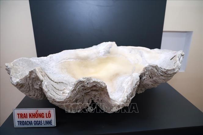 Specimens of marine life are preserved at the museum. VNA Photo: Xuân Triệu
