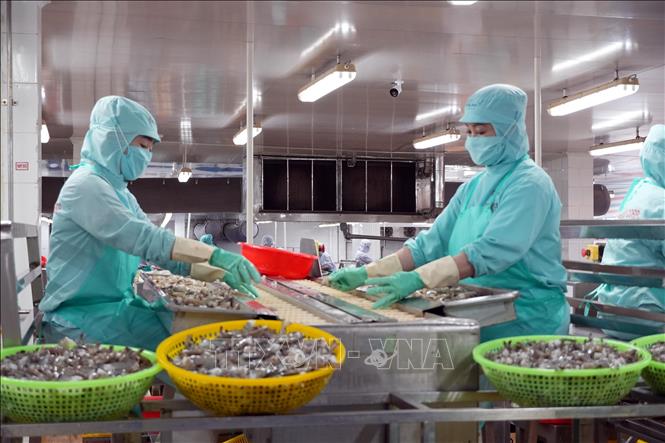 Chế biến thủy sản là thế mạnh của Cà Mau. Ảnh: Trung Hiếu - TTXVN