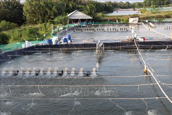 Mô hình nuôi tôm công nghệ cao ở của người dân xã Ngũ Lạc, tỉnh Vĩnh Long. Ảnh: Thanh Hòa - TTXVN