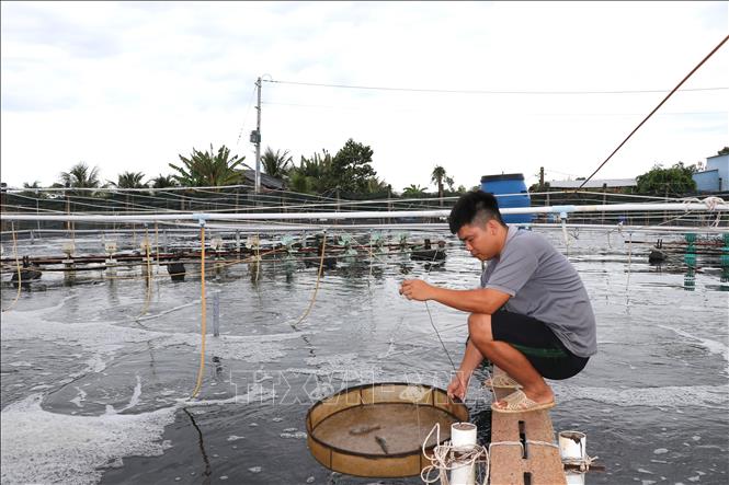 Anh Ngô Việt Thắng, xã Long Thành, nuôi tôm công nghệ cao. Ảnh: Thanh Hòa - TTXVN