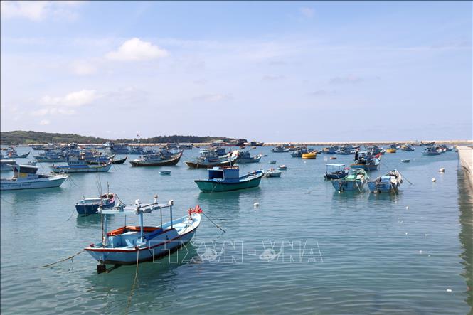 Khu neo đậu tránh trú bão đặc khu Phú Quý (Lâm Đồng) quy mô 1.000 tàu thuyền công suất đến 600CV, là nơi cho tàu cá khai thác hải sản ngư trường Nam Trung Bộ, Trường Sa, nhà giàn DK1 vào neo đậu. Ảnh: Nguyễn Thanh - TTXVN
