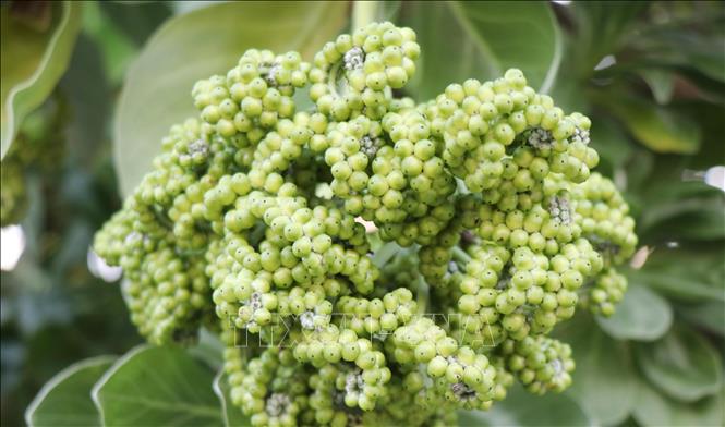 Fruits of Phong ba tree. VNA Photo: Phạm Cường