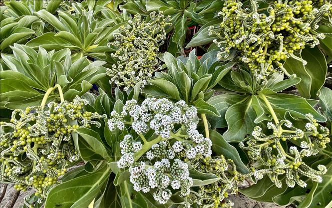 The Phong ba flower is white, and its fruit grows in clusters against a backdrop of green leaves. VNA Photo: Phạm Cường