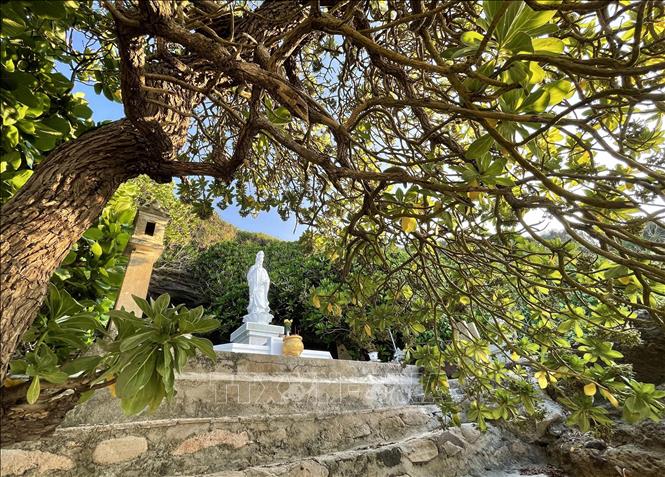 The octopus bush belongs to the family of softwoods, with flexible branches and vigorous vitality, symbolizing the indomitable spirit of the islanders. VNA Photo: Phạm Cường