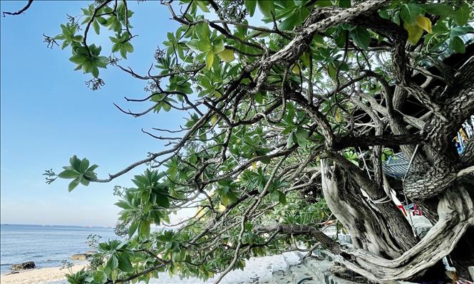 Through countless seasons of rain, storms, and harsh weather, the Phong Ba trees (literally means wind & wave weathering tree) remain resilient, thriving as their namesake. VNA Photo: Phạm Cường