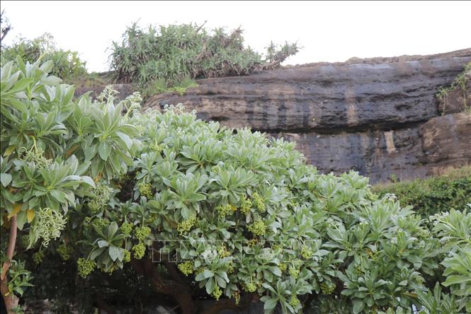 The Phong ba tree thrives along the volcanic rock slopes. VNA Photo: Phạm Cường