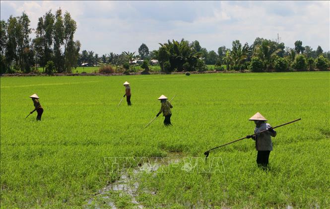 Chăm sóc lúa Hè Thu 2026 tại vùng lúa chất lượng cao xã Vị Thanh 1, thành phố Cần Thơ. Ảnh: Duy Khương – TTXVN