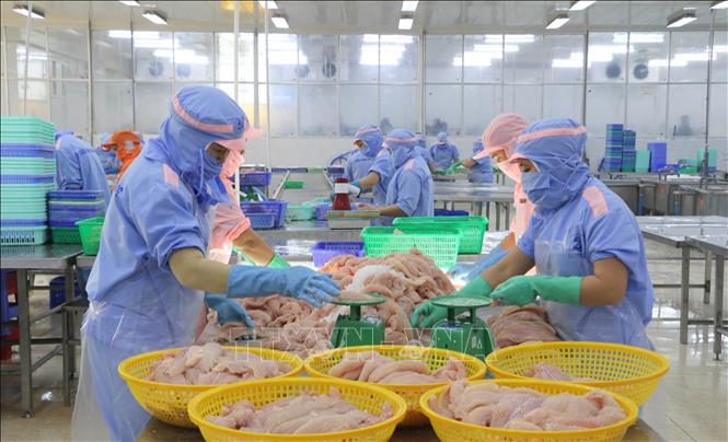 Mặt hàng thủy sản đông lạnh 5 đầu năm 2026 đạt 143,4 ngàn tấn, tăng 25,35% so với cùng kỳ, trong đó, cá tra phi lê đông lạnh tăng 35,11% so với cùng kỳ. Ảnh: Công Mạo - TTXVN