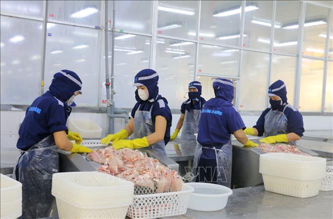 Chế biến cá tra xuất khẩu tại Công ty Cổ phần xuất nhập khẩu Thuỷ sản Cửu Long An Giang, phường Long Xuyên, tỉnh An Giang. Ảnh: Công Mạo - TTXVN