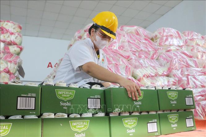 Đóng gói gạo xuất khẩu tại Công ty Trách nhiệm hữu hạn Một thành viên Lương thực Thoại Sơn, thuộc Công ty Cổ phần Tập đoàn Lộc Trời. Ảnh: Công Mạo - TTXVN