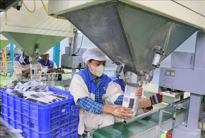 Đóng gói gạo xuất khẩu tại Công ty Trách nhiệm hữu hạn Một thành viên Lương thực Thoại Sơn, thuộc Công ty Cổ phần Tập đoàn Lộc Trời. Ảnh: Công Mạo - TTXVN