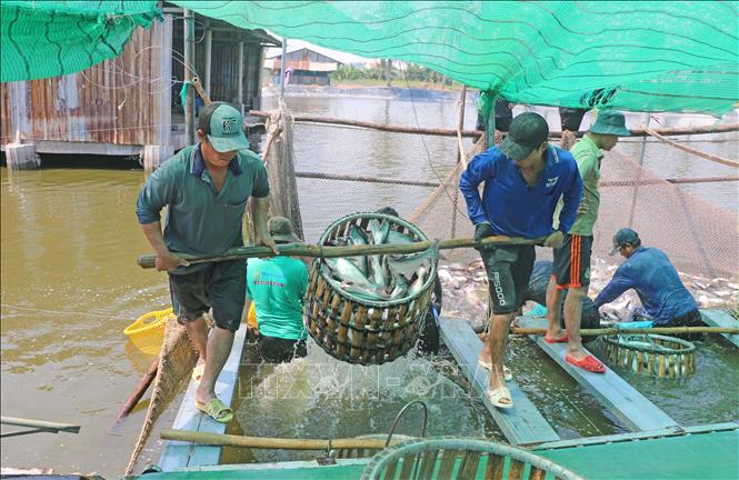 Nông dân xã Vĩnh Hanh (tỉnh An Giang) thu hoạch cá tra phục vụ các doanh nghiệp chế biến xuất khẩu. Ảnh: Công Mạo - TTXVN