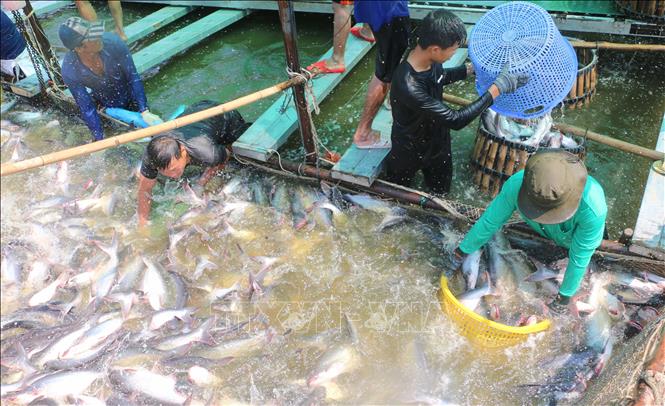 Nông dân xã Vĩnh Hanh (tỉnh An Giang) thu hoạch cá tra phục vụ các doanh nghiệp chế biến xuất khẩu. Ảnh: Công Mạo - TTXVN