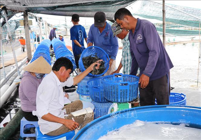 Nông dân xã Long Thành thu hoạch tôm thẻ chân trắng nuôi theo hình thức công nghệ cao. Ảnh: Thanh Hòa - TTXVN