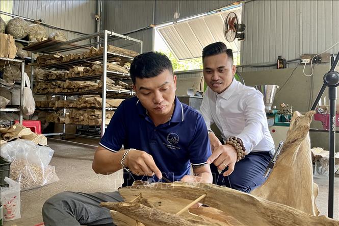Sản phầm từ giống dó bầu Kỳ Hải Nam được chế tác ra nhiều vật dụng, có mùi thơm, nhiều tinh dầu trầm nên được thị trường ưa chuộng. Ảnh: Lê Xuân-TTXVN