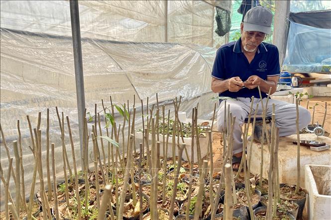 Gốc dó bầu bản địa được giữ lại, ghép với giống dó bầu Hải Nam tạo giống mới Kỳ Hải Nam cho năng suất và chất lượng trầm cao. Ảnh: Lê Xuân-TTXVN
