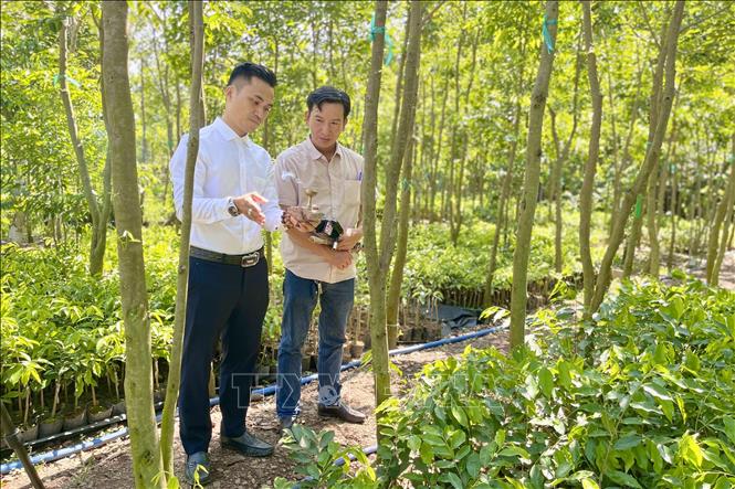 Vườn trầm của ông Phạm Xuân Toàn (phường Long Khánh, thành phố Đồng Nai) được trồng theo mô hình kinh tế tuần hoàn. Ảnh: Lê Xuân-TTXVN