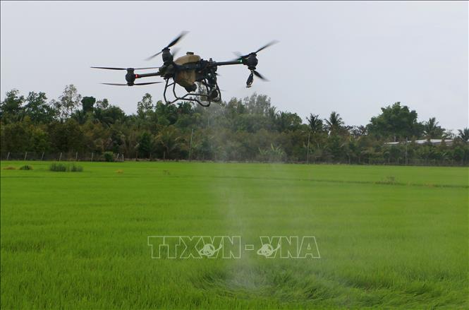 Sử dụng máy bay không người lái vào công đoạn bón phân cho lúa tại xã Tân Hòa, thành phố Cần Thơ. Ảnh: Duy Khương – TTXVN
