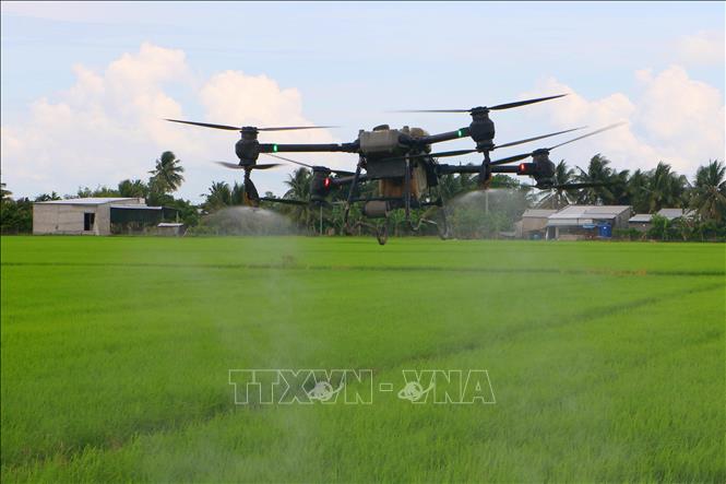 Sử dụng máy bay không người lái vào công đoạn bón phân cho lúa tại xã Tân Hòa, thành phố Cần Thơ. Ảnh: Duy Khương – TTXVN