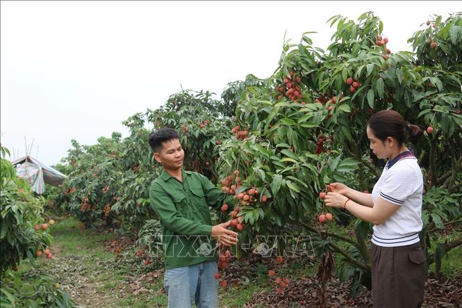 Harvesting early-ripening lychees in Nam Duong commune. VNA Photo