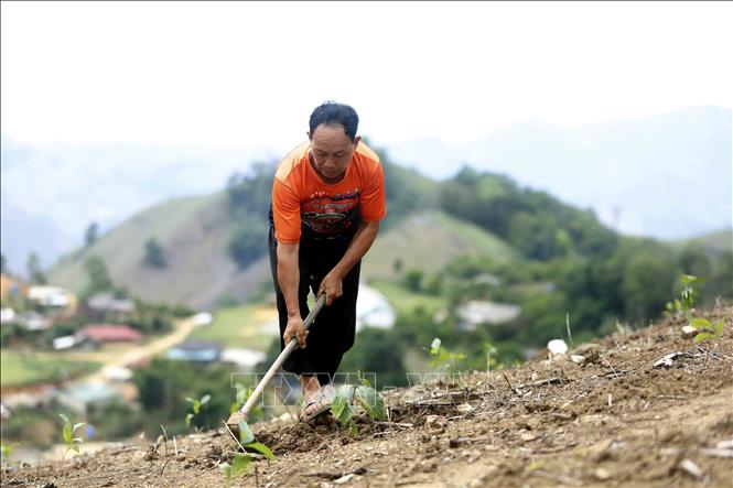 Hộ dân bản Móng Nặm, xã Móng Nặm, huyện Xiềng Khọ, tỉnh Hủa Phăn (Lào) trồng cây cà phê do Đồn Biên phòng Chiềng Tương (Ban Chỉ huy Bộ đội Biên phòng tỉnh Sơn La) trao tặng. Ảnh: Quang Quyết - TTXVN