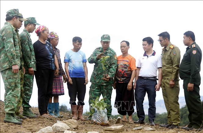 Cán bộ, chiến sĩ Đồn Biên phòng Chiềng Tương (Ban Chỉ huy Bộ đội Biên phòng tỉnh Sơn La) hướng dẫn người dân bản Móng Nặm, xã Móng Nặm, huyện Xiềng Khọ, tỉnh Hủa Phăn (Lào) trồng cây cà phê. Ảnh: Quang Quyết - TTXVN