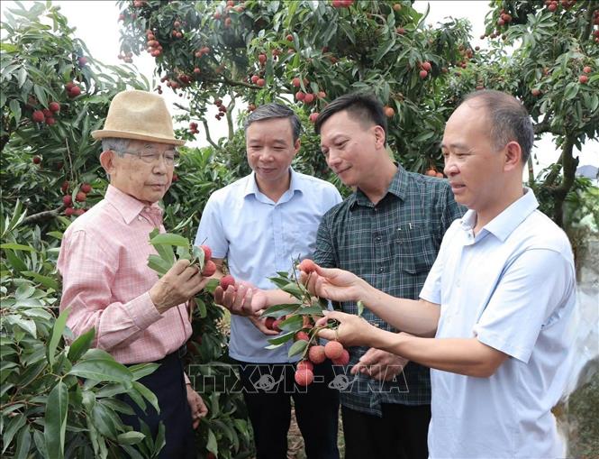Ông Yushita Hiroyuki và đoàn công tác tìm hiểu về quy trình canh tác vải thiều tại phường Phượng Sơn, tỉnh Bắc Ninh. Ảnh: Đồng Thúy - TTXVN