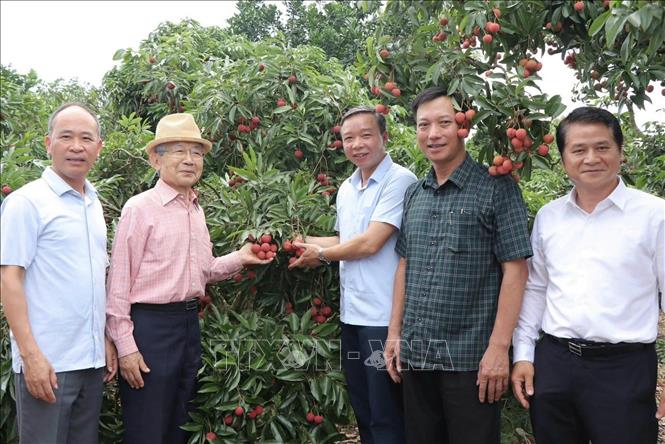Ông Yushita Hiroyuki và đoàn công tác tham quan vườn vải thiều tại phường Phượng Sơn, tỉnh Bắc Ninh. Ảnh: Đồng Thúy - TTXVN

